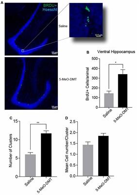 A Single Dose of 5-MeO-DMT Stimulates Cell Proliferation, Neuronal Survivability, Morphological and Functional Changes in Adult Mice Ventral Dentate Gyrus